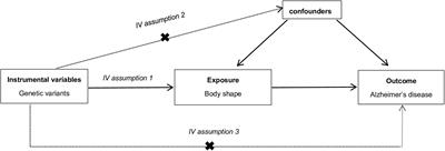 Body Shape and Alzheimer’s Disease: A Mendelian Randomization Analysis